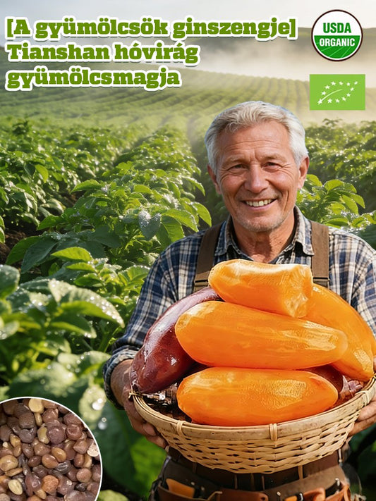 【Gyümölcsök ginzengje】Tianshan hó lótusz gyümölcsmag