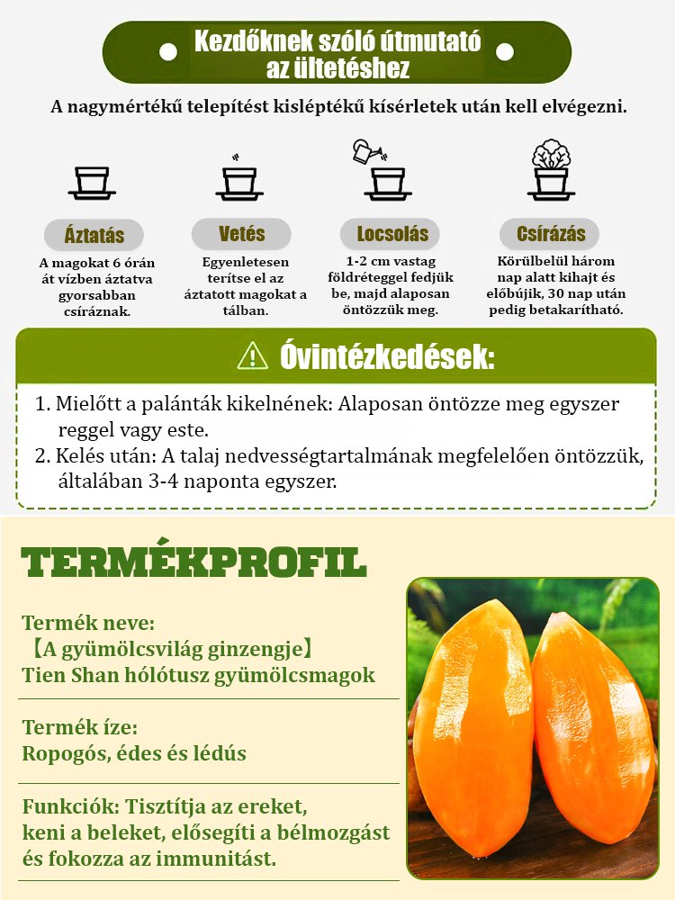 【Gyümölcsök ginzengje】Tianshan hó lótusz gyümölcsmag