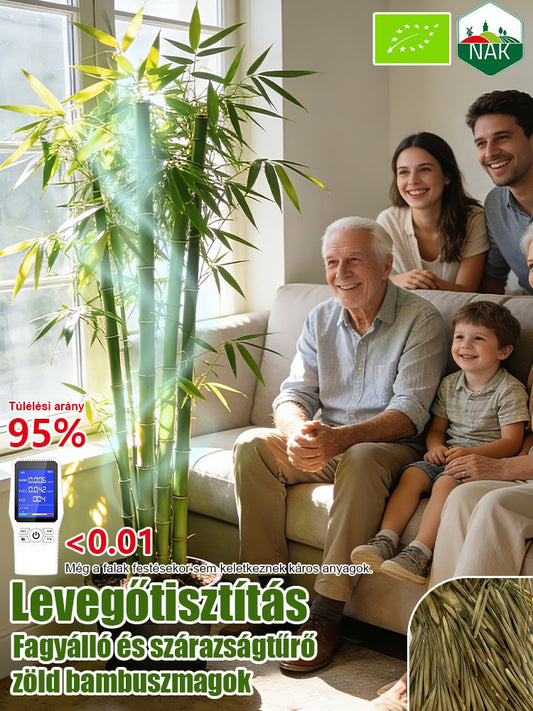 【Levegőtisztító】Fagy- és aszálytűrő zöld bambuszmagok