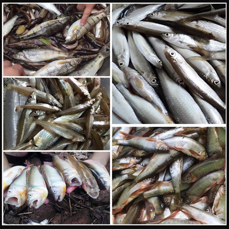 Minden halhoz alkalmas a piros kukac lustahorgász csali.