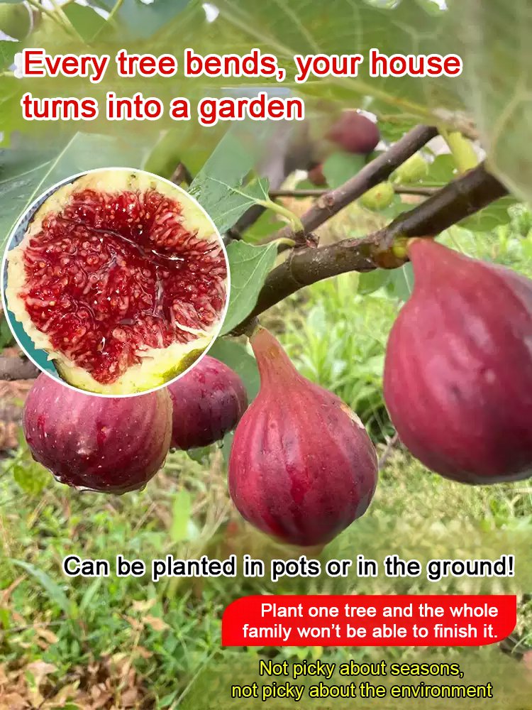 [Élvezze a friss gyümölcsöt minden nap] Fügepalántákat importáltunk Görögországból