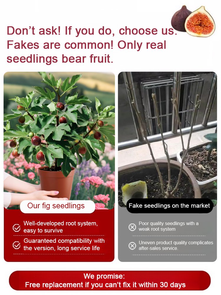[Élvezze a friss gyümölcsöt minden nap] Fügepalántákat importáltunk Görögországból