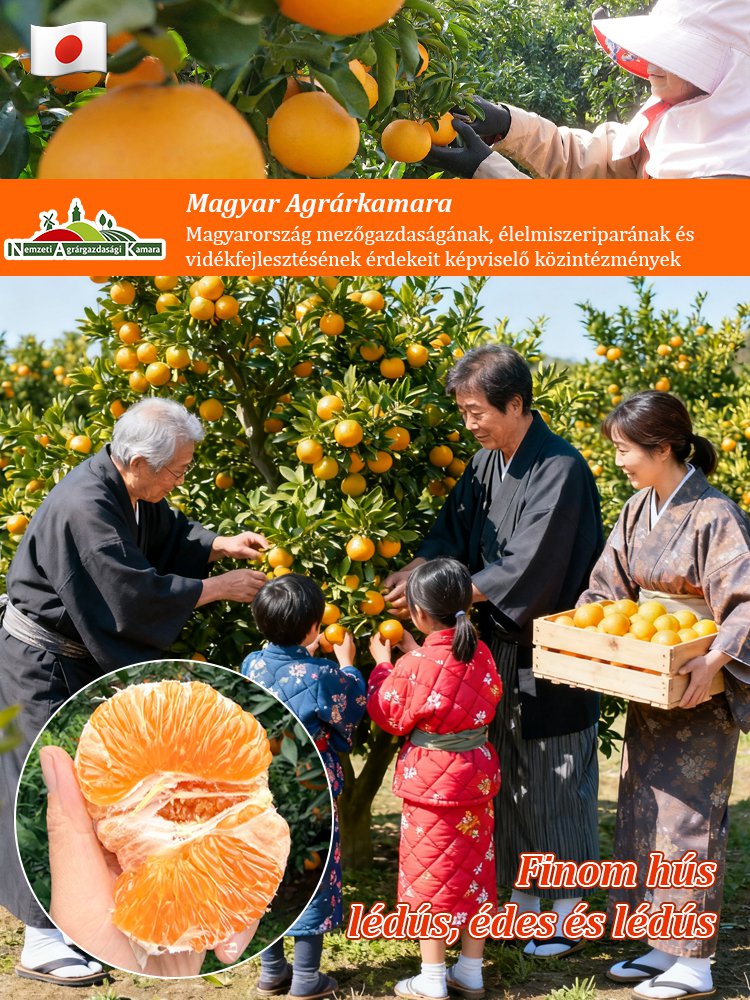 【Lágy, telt, lédús】Japán importált, édes Kanpei mandarinmagok