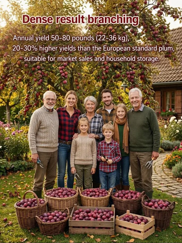 Ausztrál mag nélküli vörös cukorszilva palánták