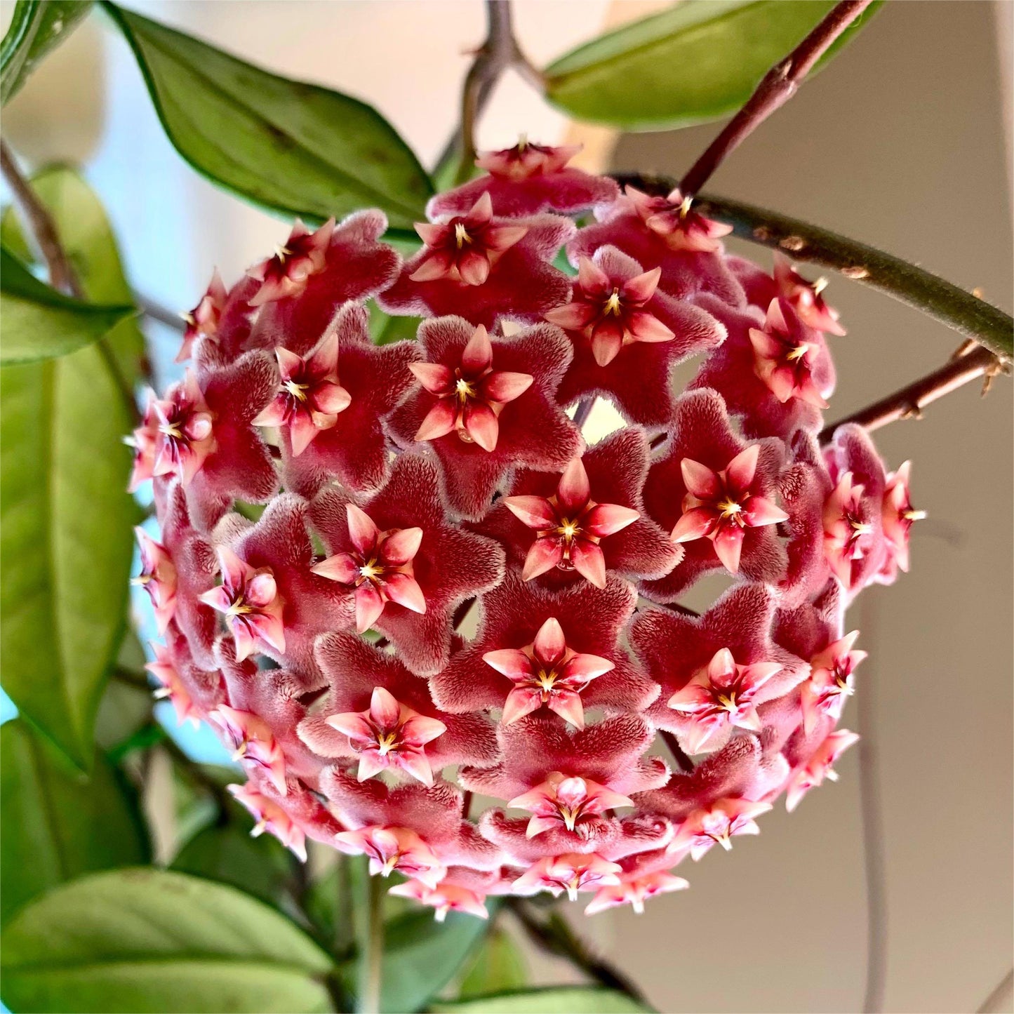 ✨ Hoya  – az égből lehulló csillagok 🌌