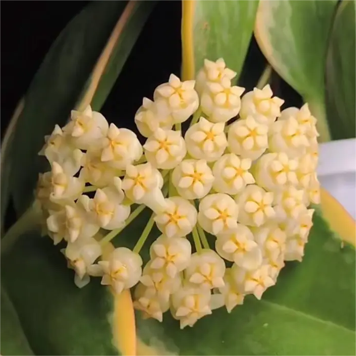 ✨Hoya hagymák – Csillagok hullanak az égből✨