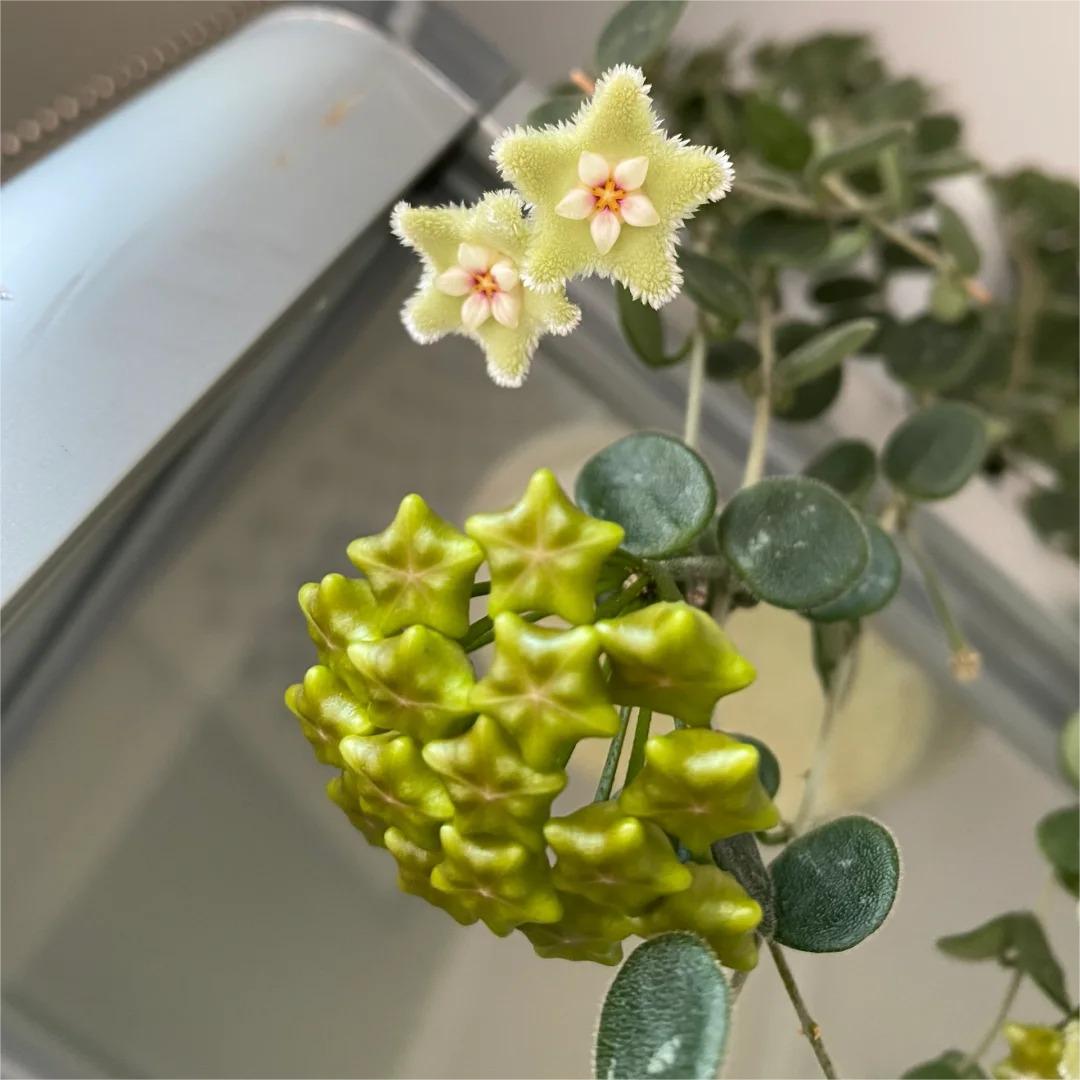 ✨ Hoya  – az égből lehulló csillagok 🌌