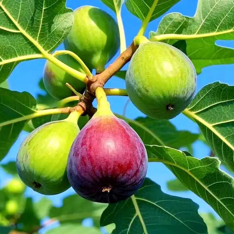 🏆Több mint 65 000 ELADOTT!🌿Fügemagok – Könnyen termeszthetőek otthon a teraszon és az erkélyen