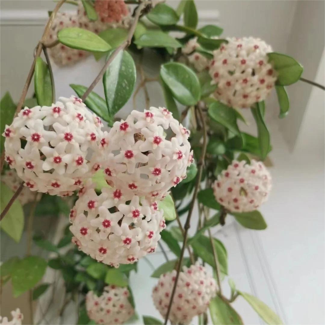 ✨Hoya hagymák – Csillagok hullanak az égből✨