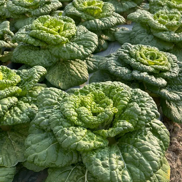 Brassica Narinosa magvak (WuTat Choy)