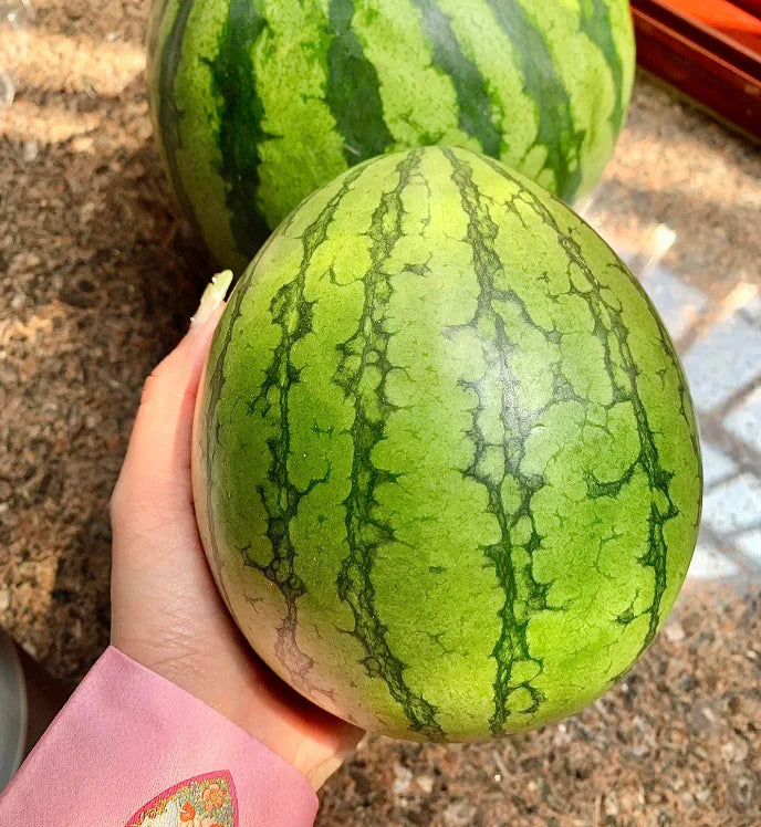 🍉Kora tavaszi vörös jáde – egy édes görögdinnye, amely az egész családot el fogja kápráztatni