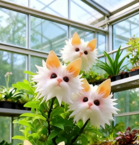 Varázslatos növények! A káprázatos "Macskaszem" sorozat✨