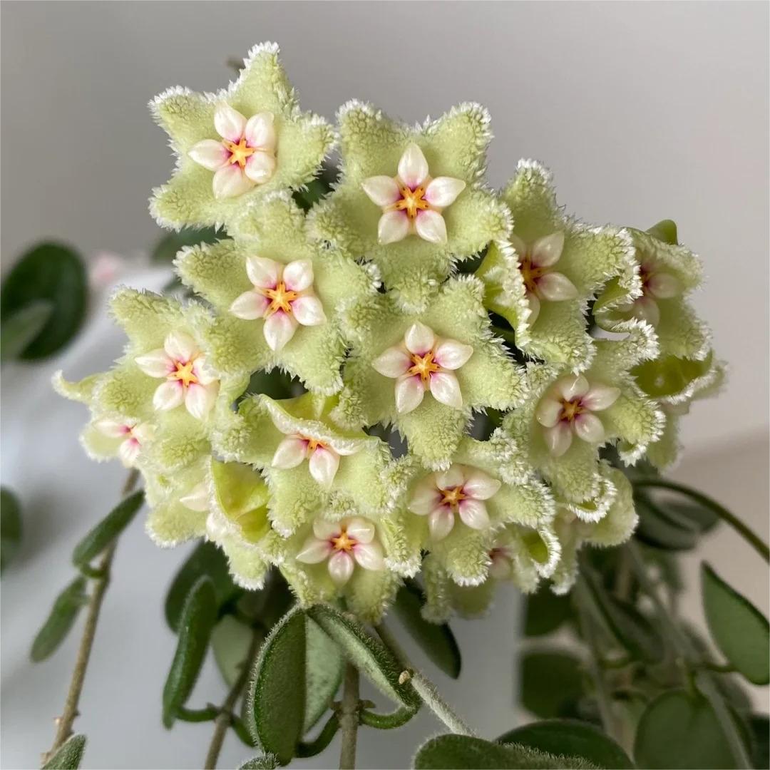 ✨ Hoya  – az égből lehulló csillagok 🌌