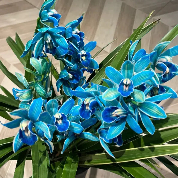 👑 Az orchideák királynője — Tartós Cymbidium hagymák