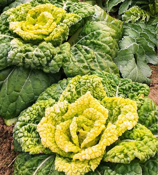 Brassica Narinosa magvak (WuTat Choy)