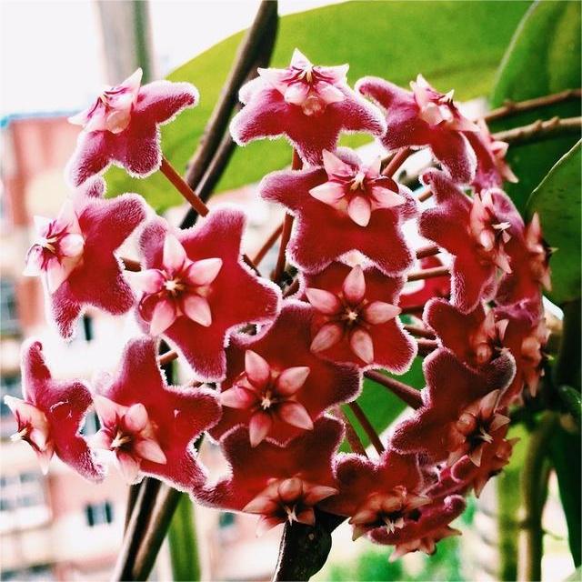 ✨Hoya hagymák – Csillagok hullanak az égből✨