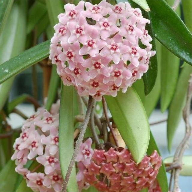 ✨ Hoya  – az égből lehulló csillagok 🌌