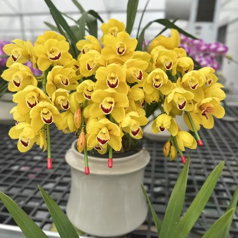 👑 Az orchideák királynője — Tartós Cymbidium hagymák