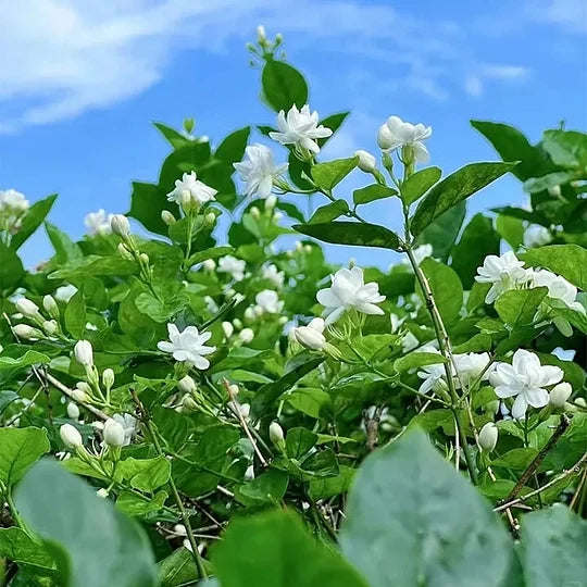AZ AKCIÓ UTOLSÓ NAPJA - 49% KEDVEZMÉNY 🌸Gyönyörű jázmin cserepes növény (télen is ültethető)🌸