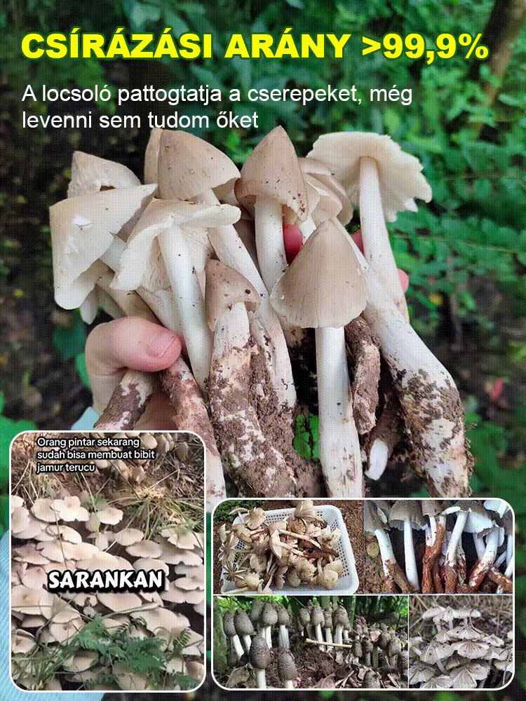 Autentikus "Jizong" gombafajta