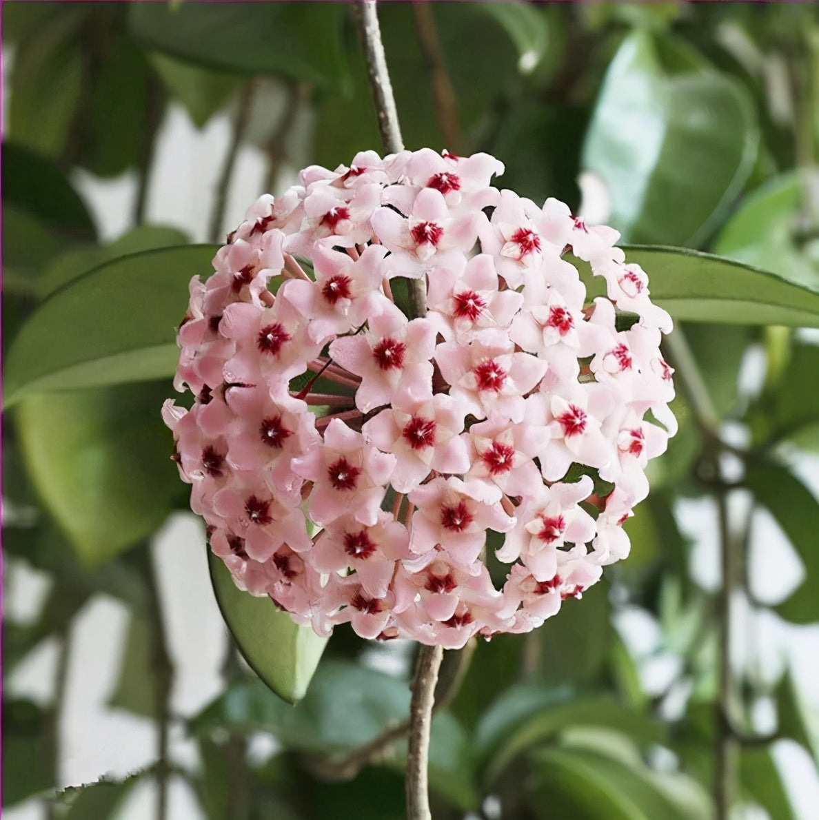 ✨Hoya hagymák – Csillagok hullanak az égből✨