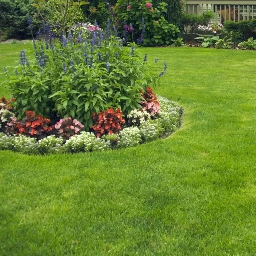 🌱 Four Seasons örökzöld törpefű magok | Hozd létre a tökéletes gyepedet itt kezdve!