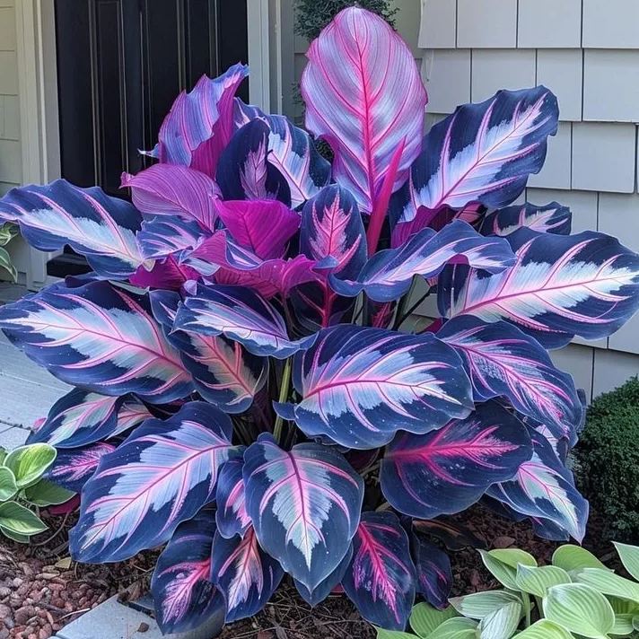 Ritka, óriási, magas hosta hagymák – toronymagas elegancia és árnyéktűrő szépség