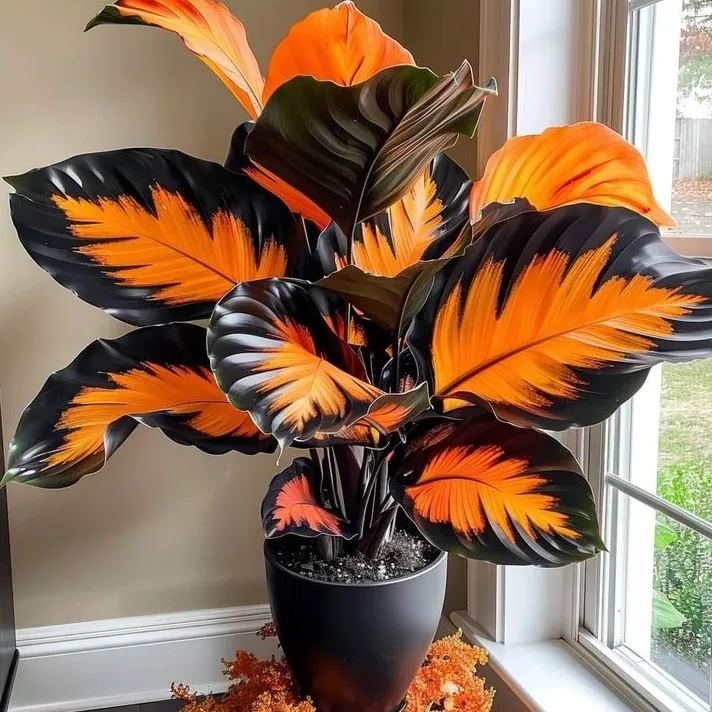 Ritka, óriási, magas hosta hagymák – toronymagas elegancia és árnyéktűrő szépség