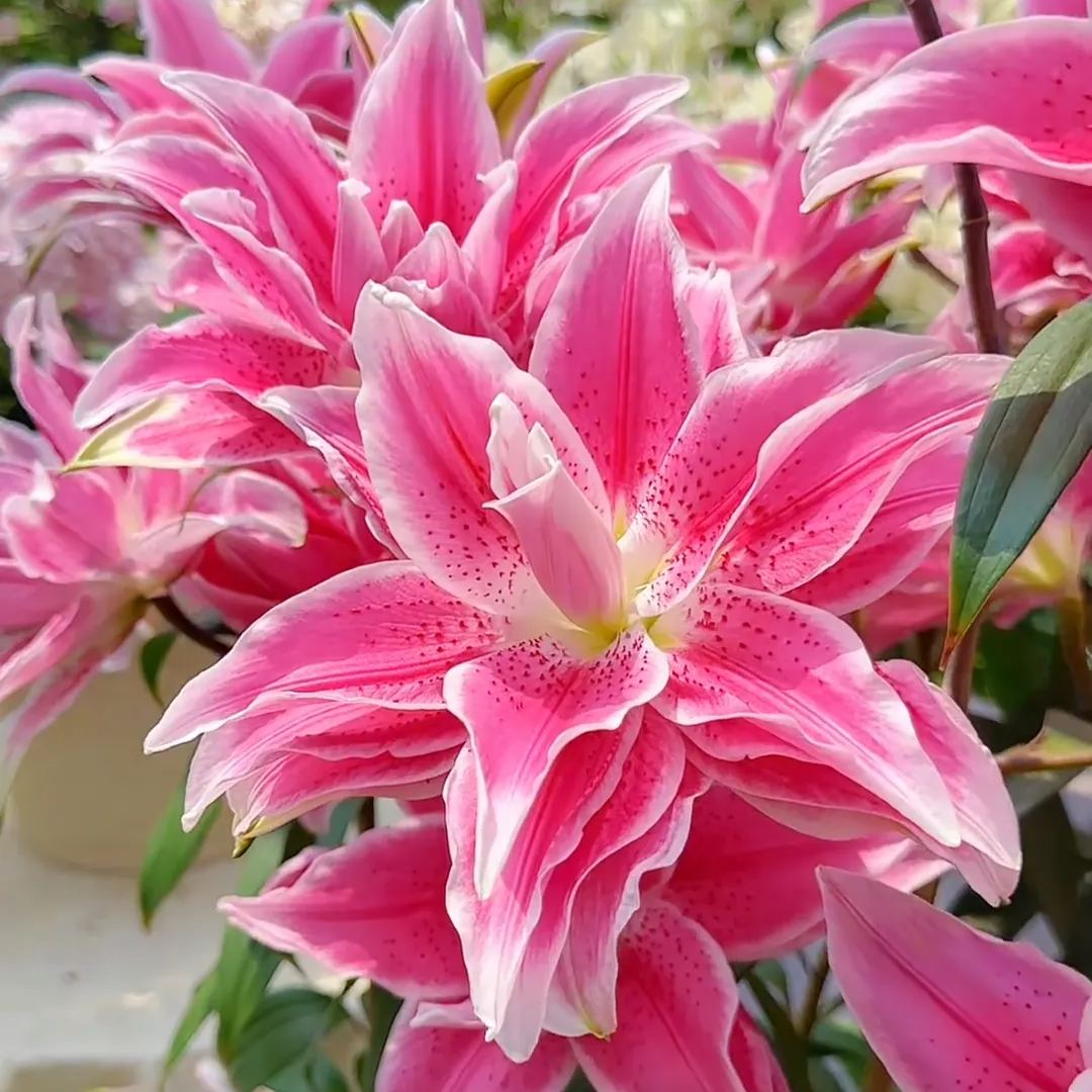 🌺Illatosított liliomhagymák – frissek és édesek