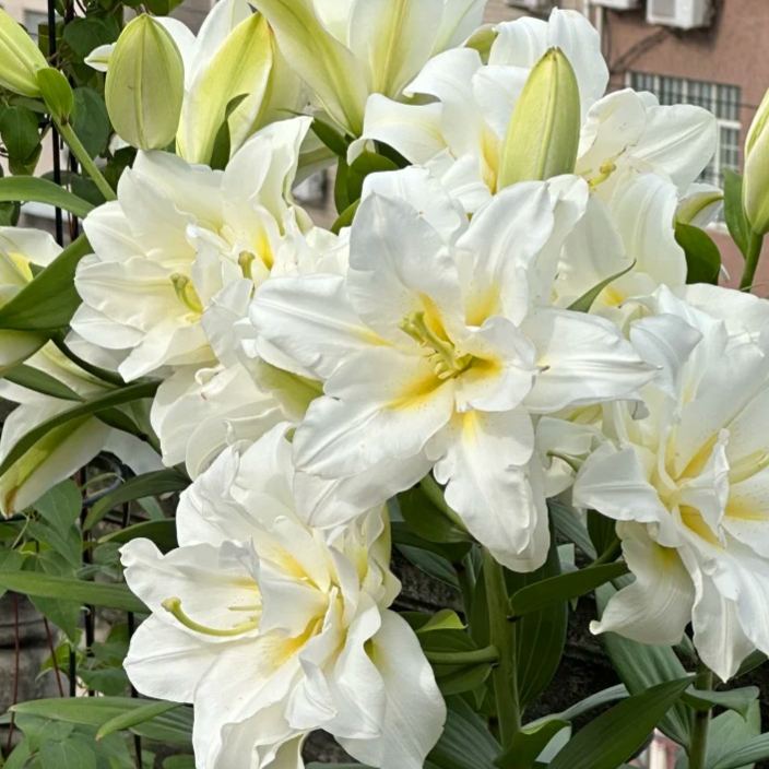 🌺Illatosított liliomhagymák – frissek és édesek