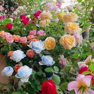 🔥NAGY AKCIÓ - 50% KEDVEZMÉNY🔥Rózsamagok különböző színekben💐