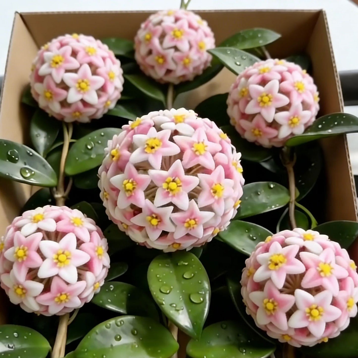 ✨ Hoya  – az égből lehulló csillagok 🌌