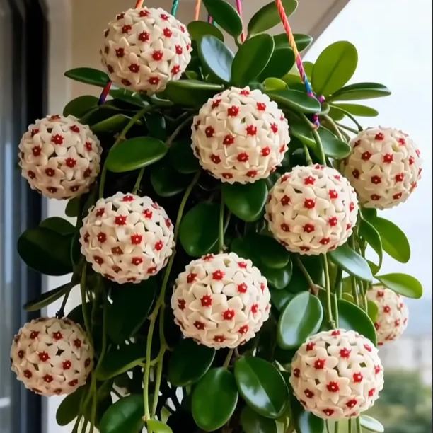 ✨Hoya hagymák – Csillagok hullanak az égből✨