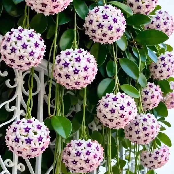 ✨Hoya hagymák – Csillagok hullanak az égből✨