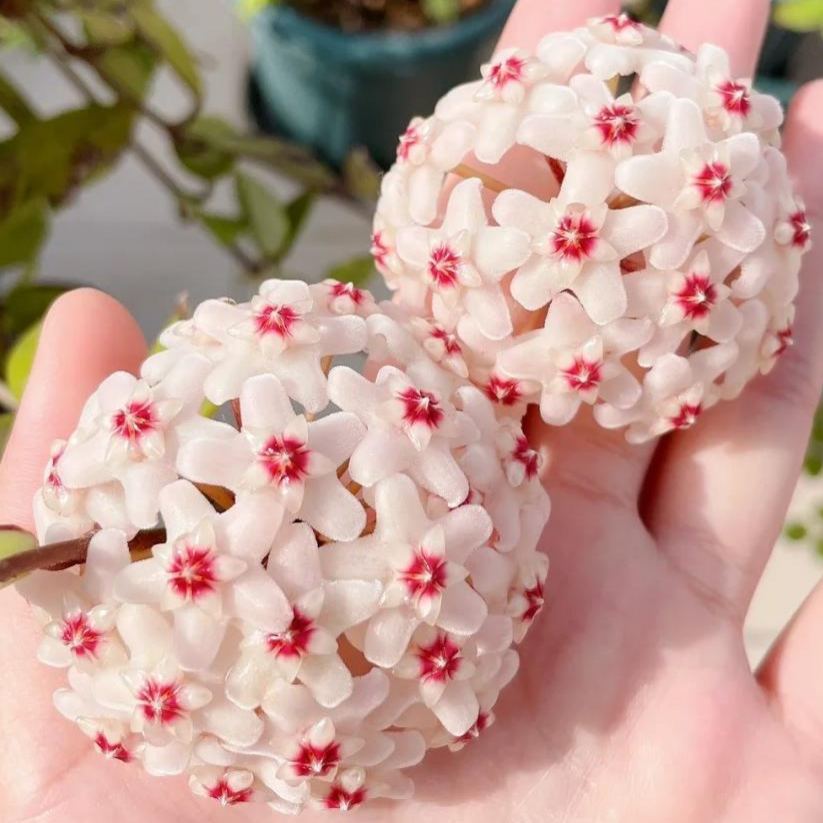 ✨Hoya hagymák – Csillagok hullanak az égből✨