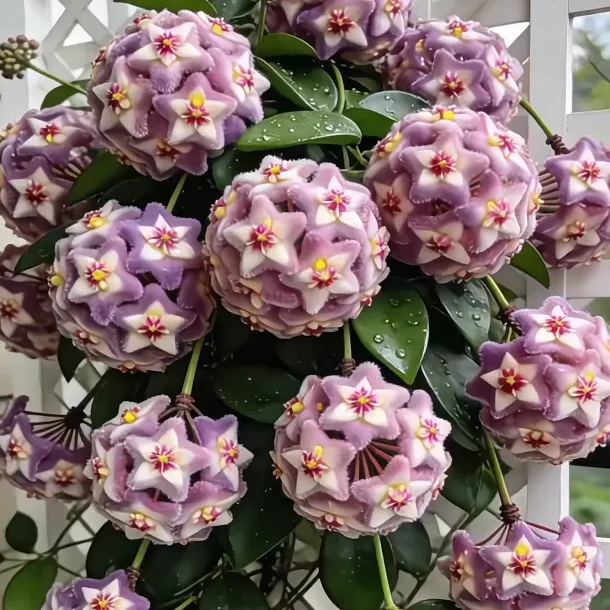 ✨Hoya hagymák – Csillagok hullanak az égből✨