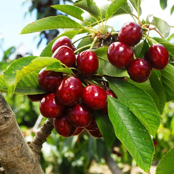 🌿Extra nagy Gomahali cseresznyemagok🍒