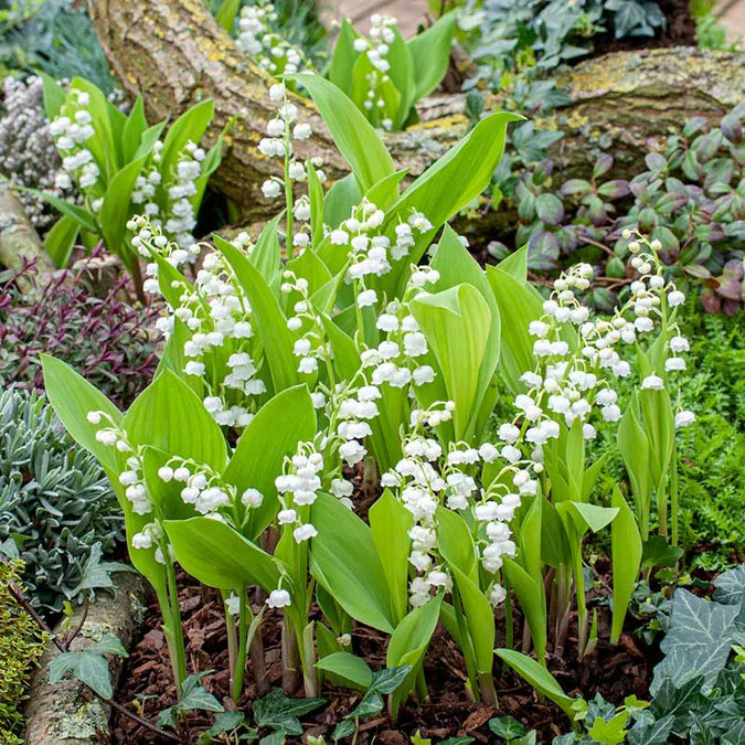 💐GYÖNGYLIMÓ – MEGÉRKEZIK A BOLDOGSÁG