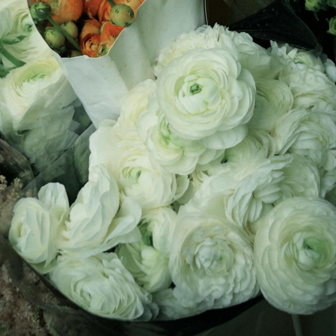 Boglárka hagymás virágai – finom, elegáns, felejthetetlen 🌸