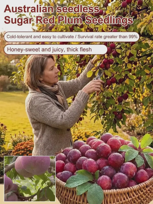 Ausztrál mag nélküli vörös cukorszilva palánták