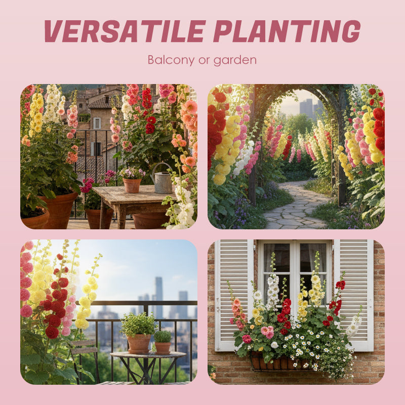 🌸Virágzó évelő mályva magok🌸