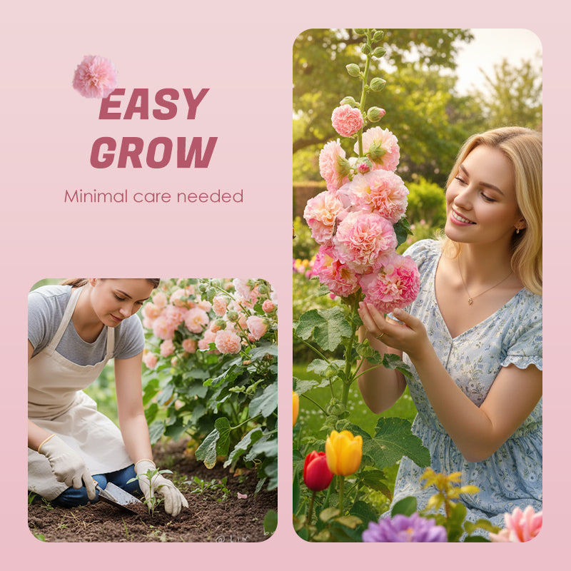 🌸Virágzó évelő mályva magok🌸