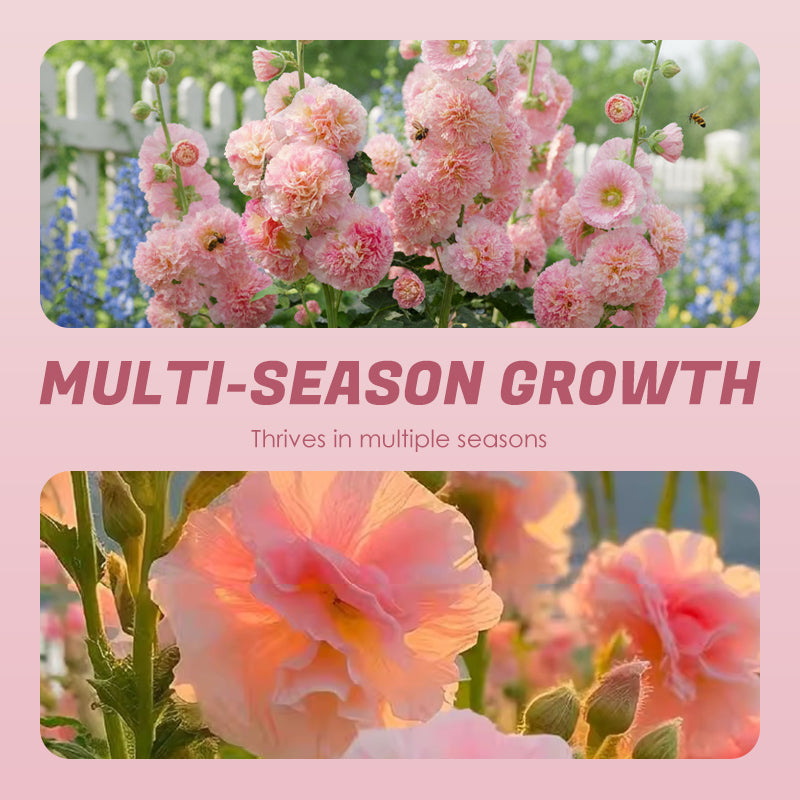 🌸Virágzó évelő mályva magok🌸