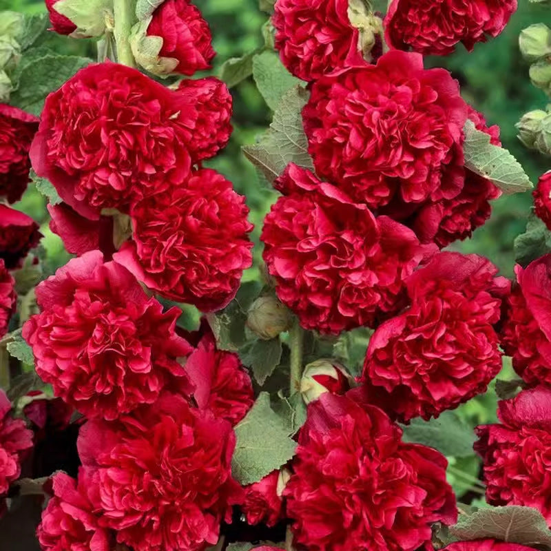 🌸Virágzó évelő mályva magok🌸