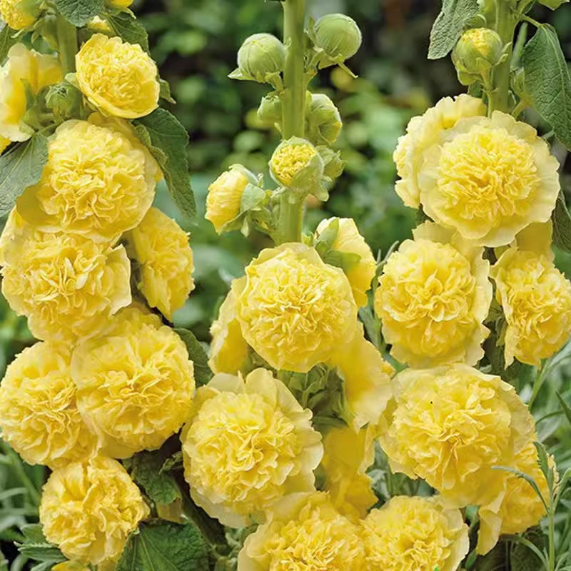 🌸Virágzó évelő mályva magok🌸