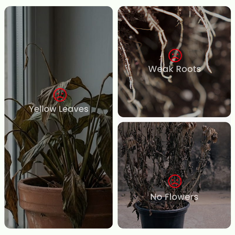 ✨🌸 Jázminmagok (trágyával): aromás és könnyen termeszthető🍃