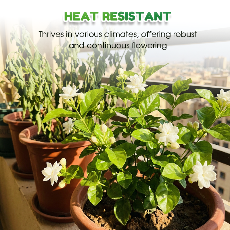 ✨🌸 Jázminmagok (trágyával): aromás és könnyen termeszthető🍃