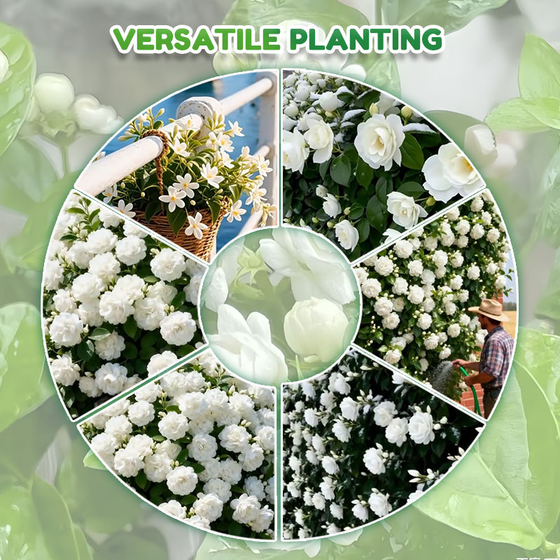 ✨🌸 Jázminmagok (trágyával): aromás és könnyen termeszthető🍃