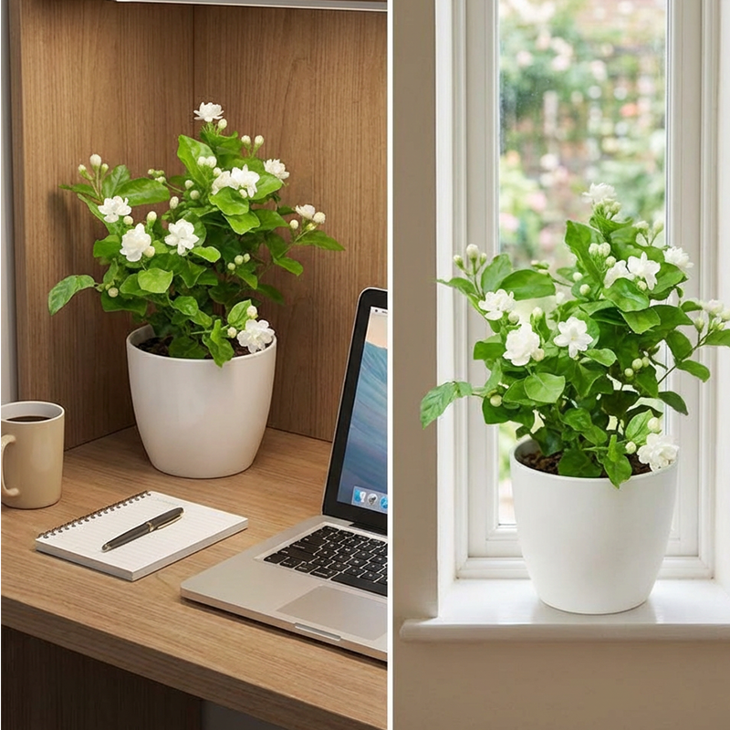 ✨🌸 Jázminmagok (trágyával): aromás és könnyen termeszthető🍃