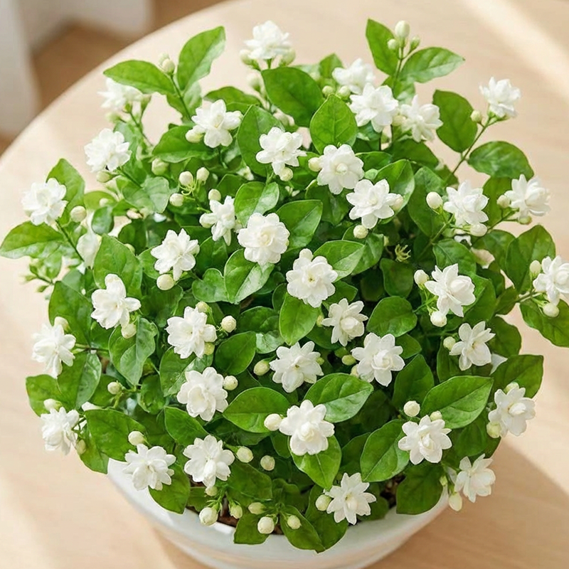 ✨🌸 Jázminmagok (trágyával): aromás és könnyen termeszthető🍃